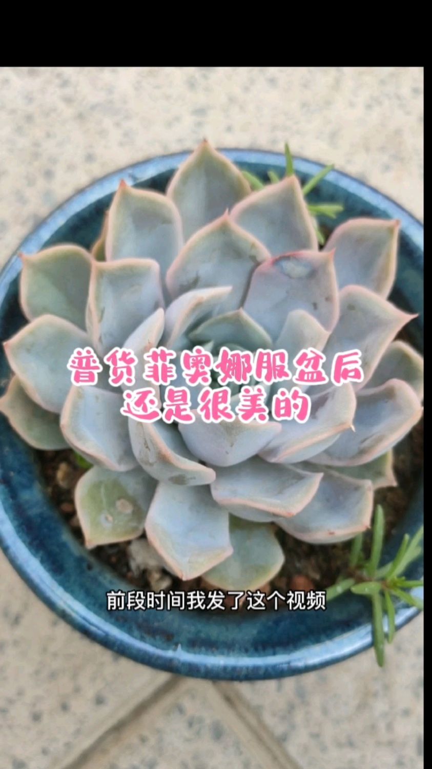 菲奥娜虽然是普货,出状态后也很美