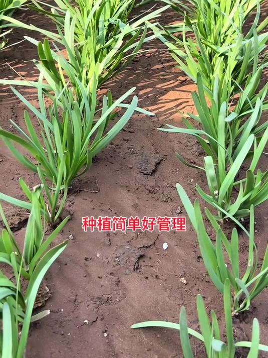 独根红韭菜,浇浇水就长,一次种植多茬采摘