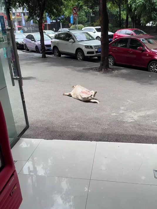 怎么养的告诉一下配方,我也把我的旺财养这样,给它报个减肥班吧