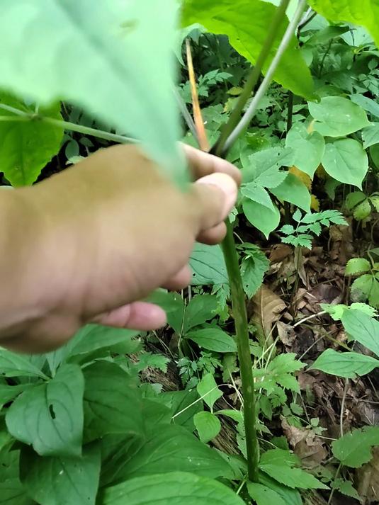 野人参的叶子像啥,懂行的人看看这两颗的质量
