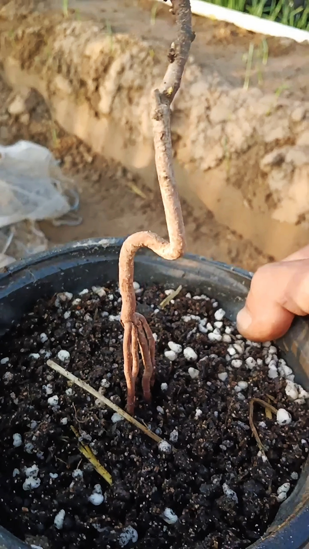 移栽的酸枣树盆景,出几个芽就嫁接几个枝