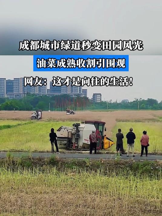 城市绿道秒变田园风光,油菜成熟收割引围观,这才是向往的生活!