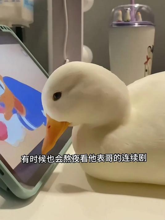 会嘲笑人的鸭子,它的名字叫柯尔鸭!