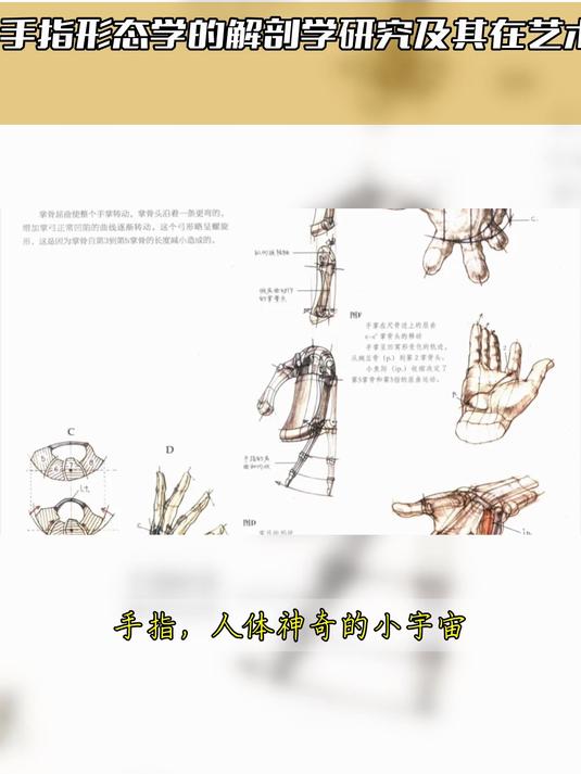 中世纪时期 手指形态学的解剖学研究及其在艺术史中的价值探索