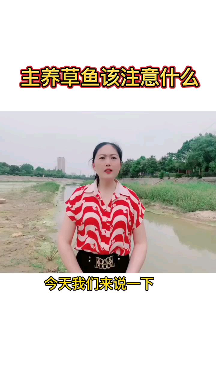 养草鱼该注意什么呢