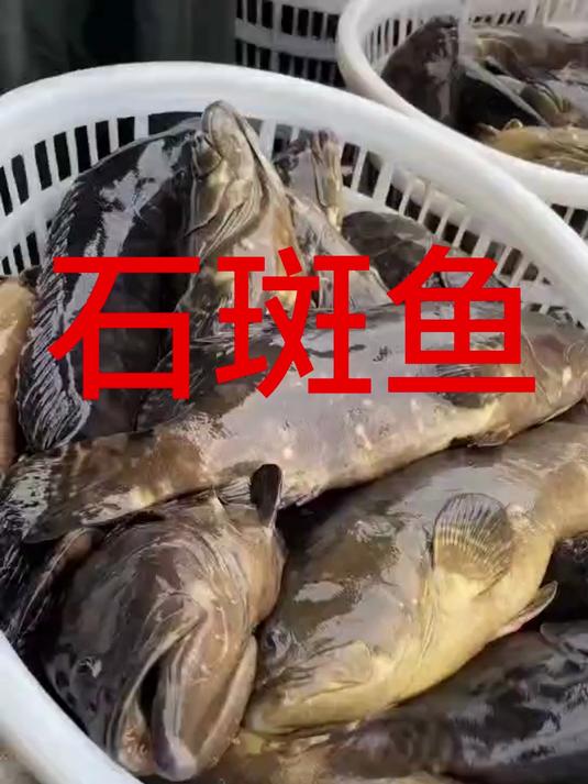 龙胆石斑鱼