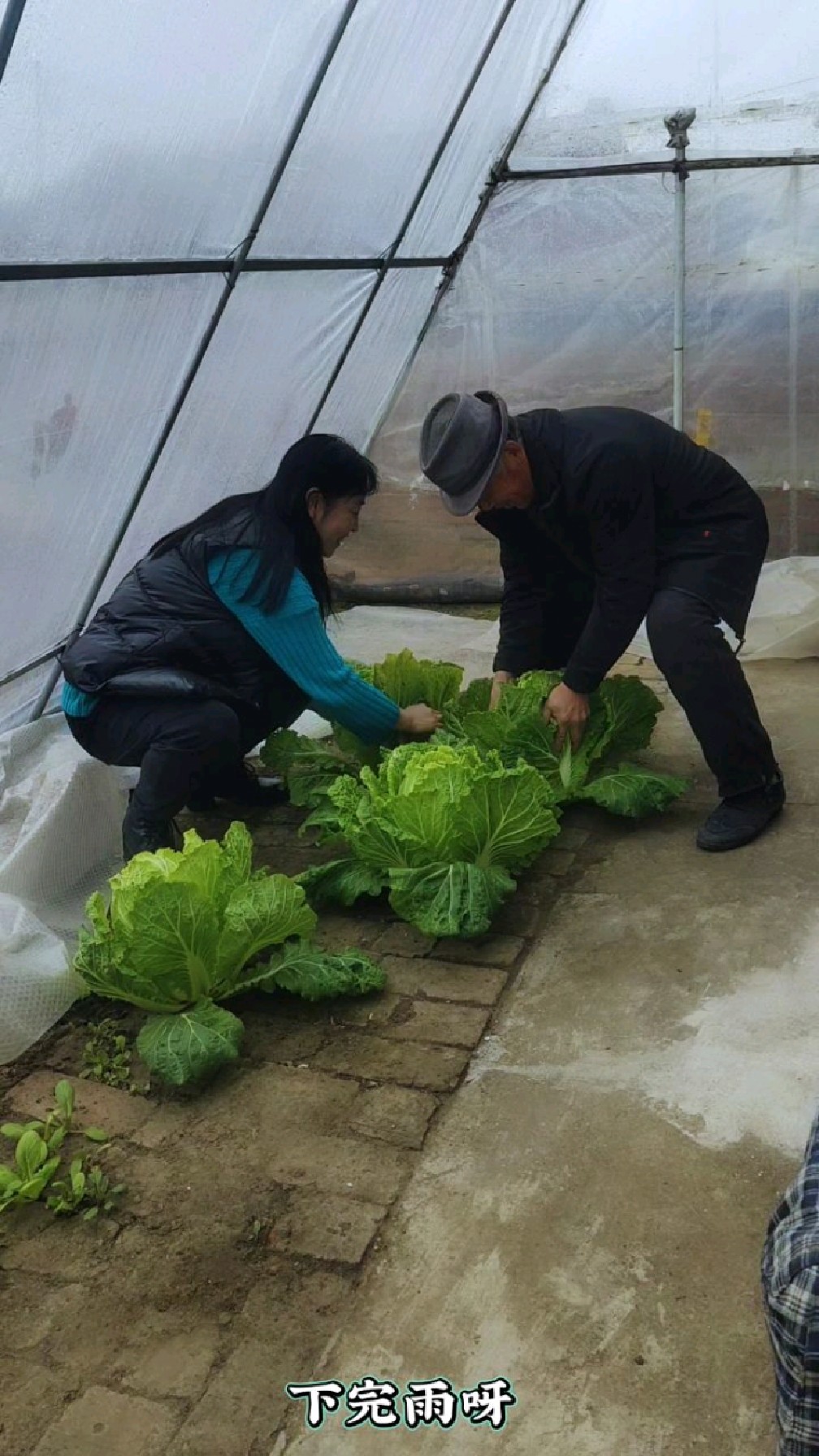 砖地种的白菜