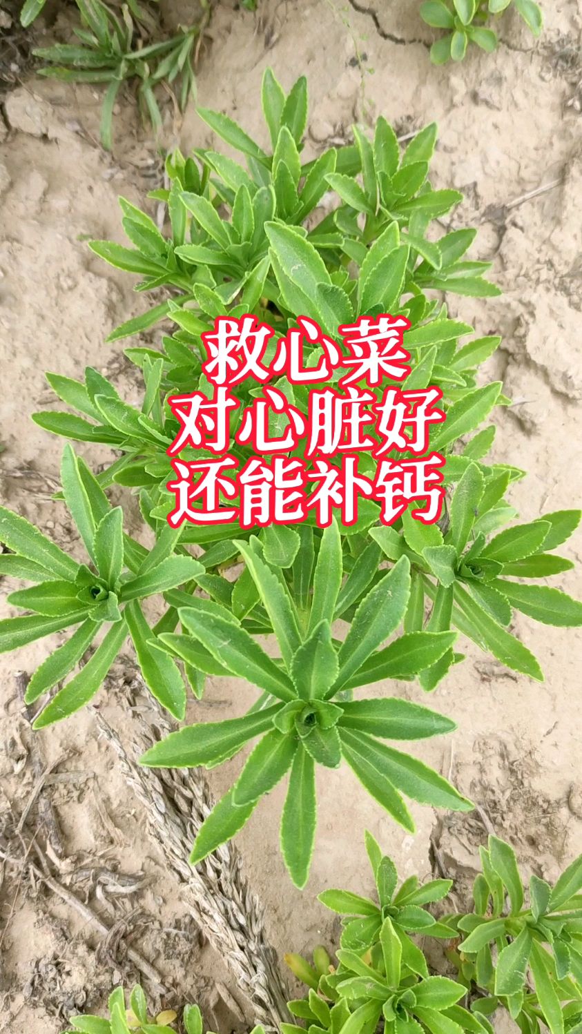 心脏不好?种点救心菜,对心脏好,还能补钙,吃法很多