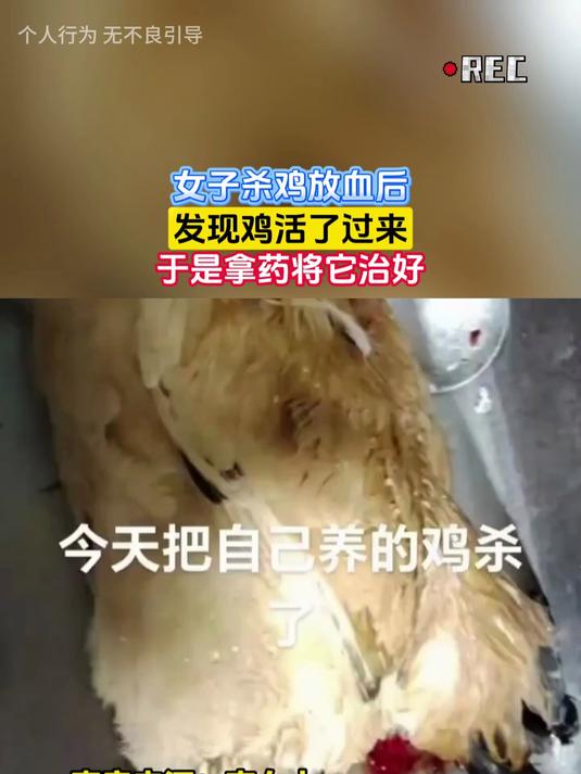 女子杀鸡放血后,发现鸡活了过来,于是拿药将它治好