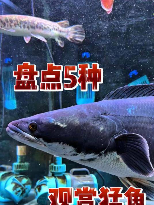 盘点5种观赏猛鱼