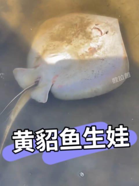 钓鱼佬捕到正在分娩的黄貂鱼,助其产下鱼宝宝