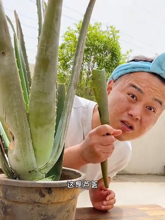 没想到芦荟尽然这么好吃 爱了爱了