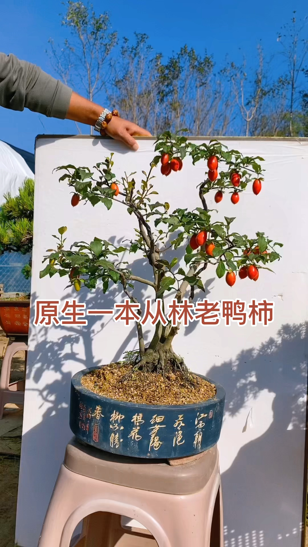 分享原生一本从林老鸭柿盆景 挂过300天左右适合庭院别墅,摆放喜欢的关注一下吧