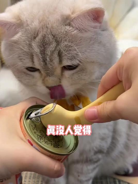 卷尾巴金枪鱼红肉罐,各项检测报告都有的,猫家长们可以放心冲!