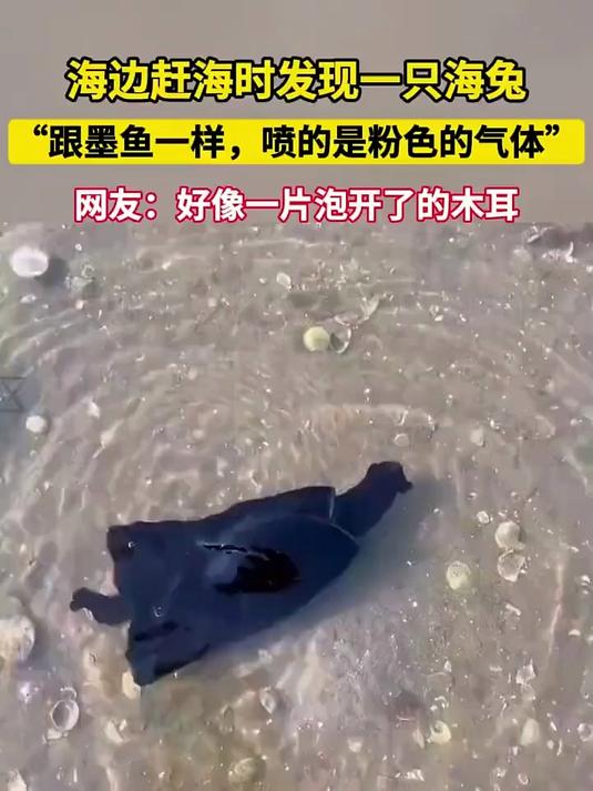 海边赶海时发现一只海兔 “跟墨鱼一样，喷的是粉色的气体” 网友：好像一片泡开了的木耳