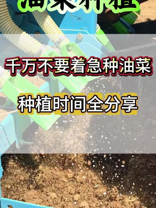今年油菜种植时间千万不要过早,具体时间我来告诉你