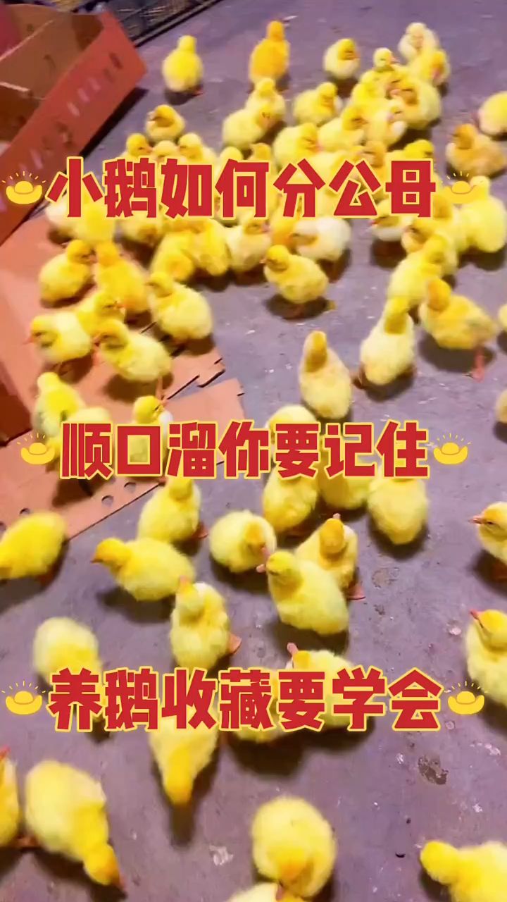 小鹅如何分公母,顺口溜你知道吗?