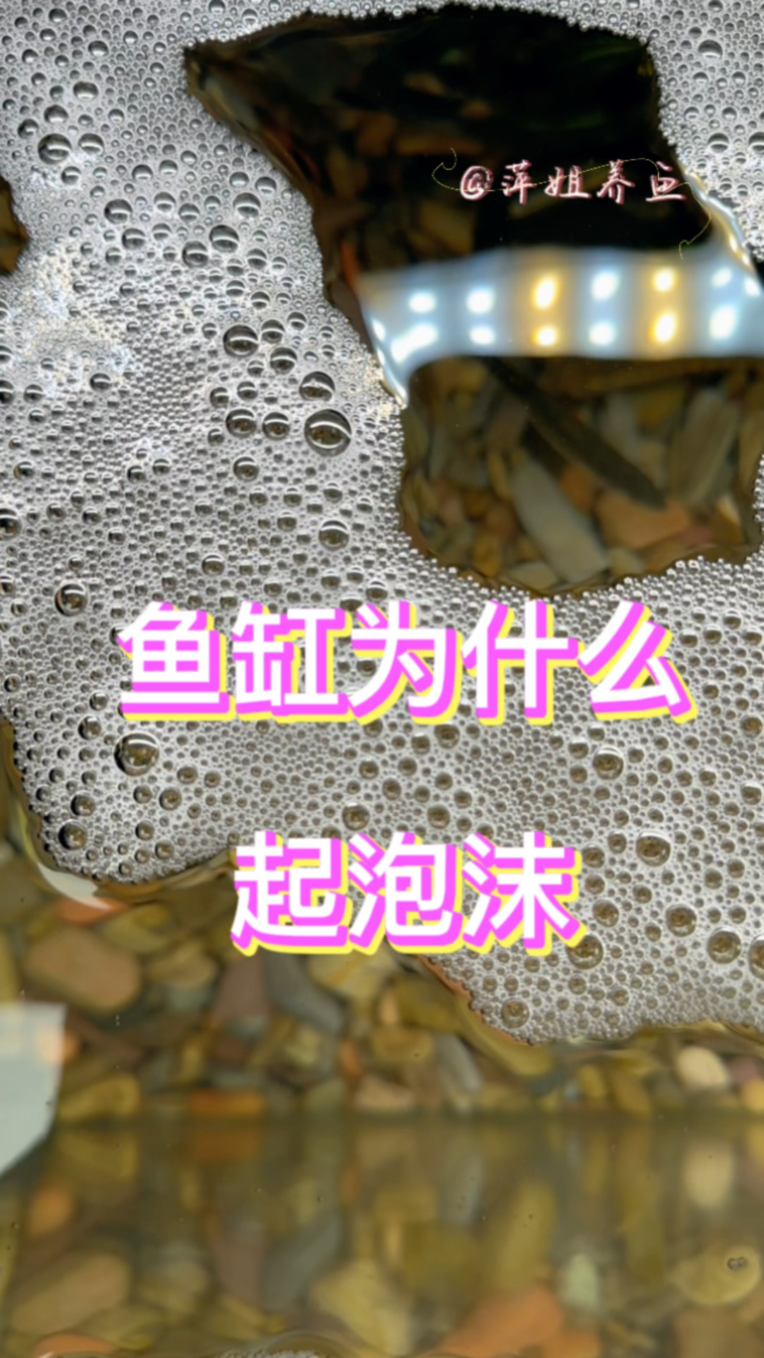 鱼缸为什么起泡沫#水族 #养鱼日记 #鱼缸里的大自然
