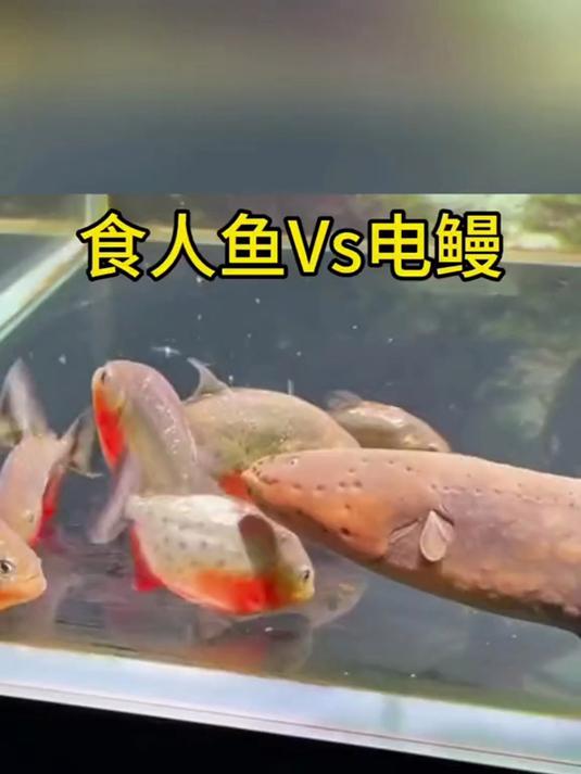 这是食人鱼跟大电鳗,在热带水族箱里,展开的一场相当惨烈的厮杀