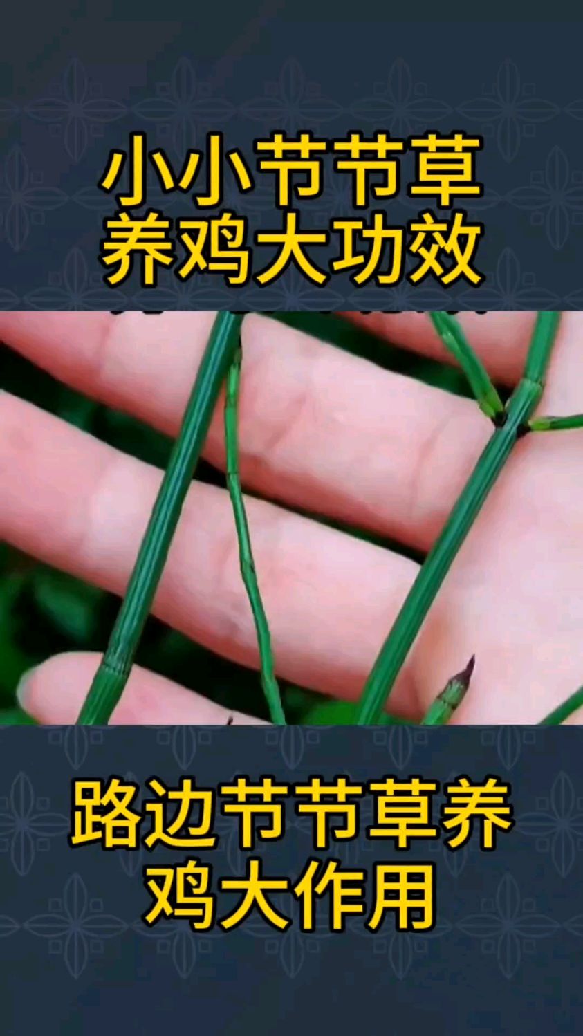 小小节节草养鸡没烦恼