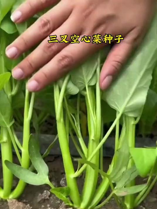 种植乐趣多!播下三叉空心菜种子,见证幼苗长成茂盛空心菜