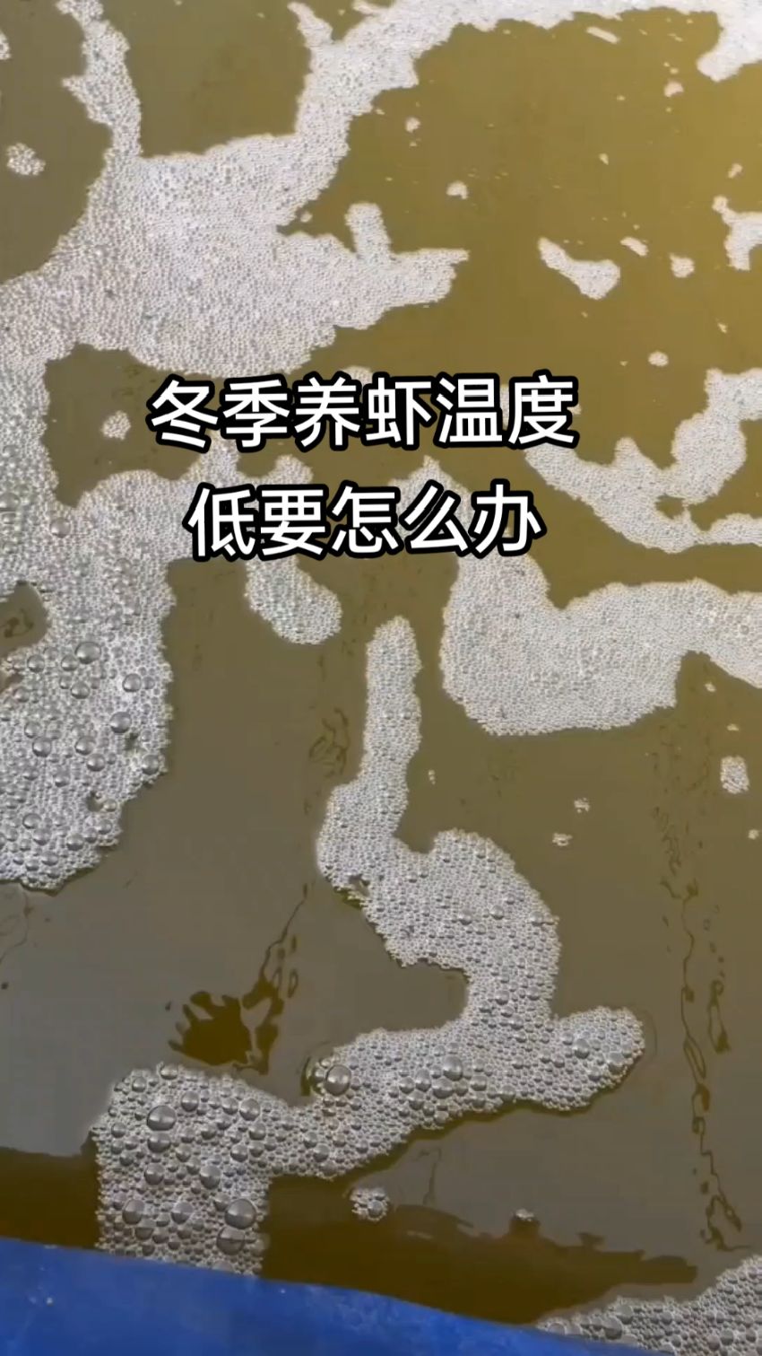 冬季养虾温度低要怎么办#南美白对虾 #高密度养殖 #虾姐水产养殖