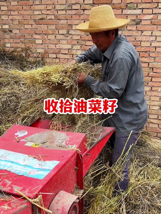 收拾油菜籽收拾油菜籽