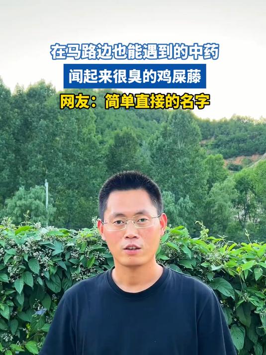 在马路边也能遇到的中药，闻起来很臭的鸡屎藤，网友：直接的名字