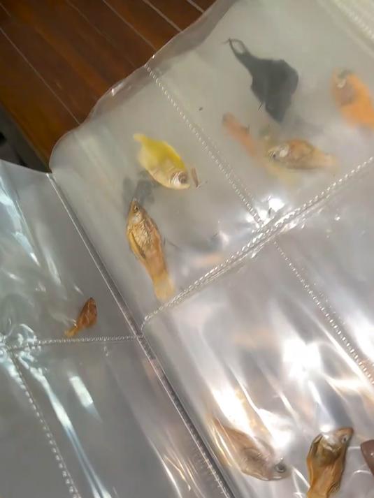 第一次养鱼翻车,女子将死后的小鱼制成“标本”:不舍得扔