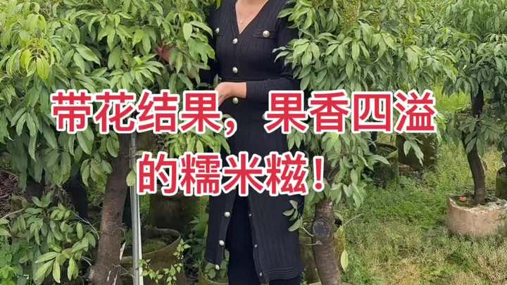 糯米糍荔枝树满树都是花,今年大丰收啦