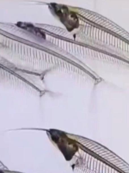 浑身透明的鱼玻璃猫鱼,在水中游动时就像游动的鱼刺