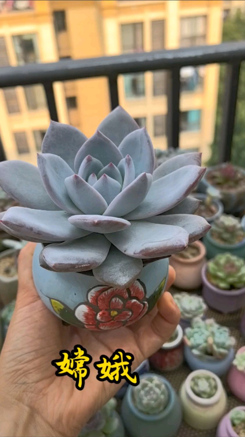 嫦娥是非常仙的一款多肉,粉特别厚,花盆明显小了