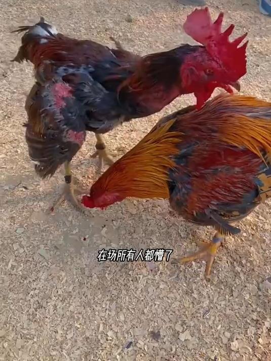 身经百战的斗鸡为什么会如此紧张?