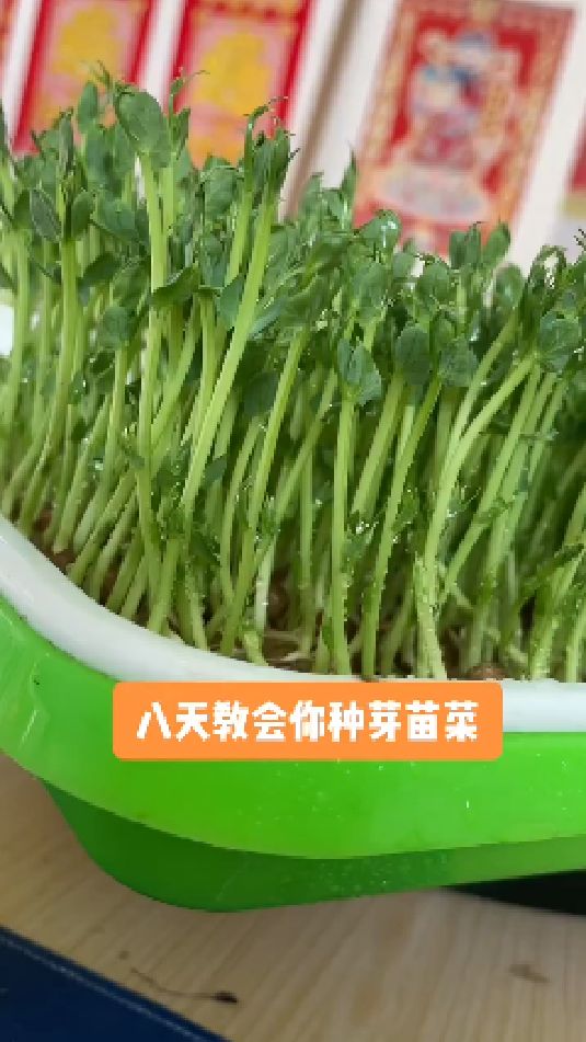教你在家种植豌豆尖