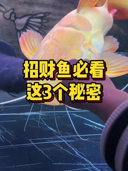 招财鱼必看这3个秘密