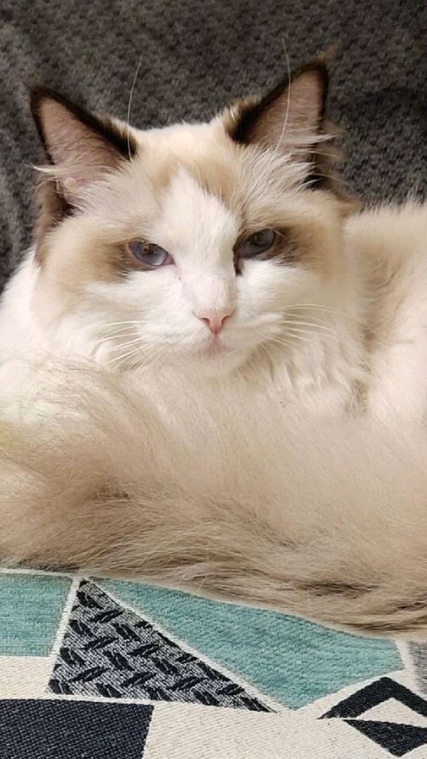 超级可爱的布偶猫咪〜泡芙〜