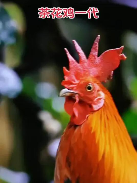 农村散养茶花鸡 鸡苗成鸡鸡蛋 养殖经验交流