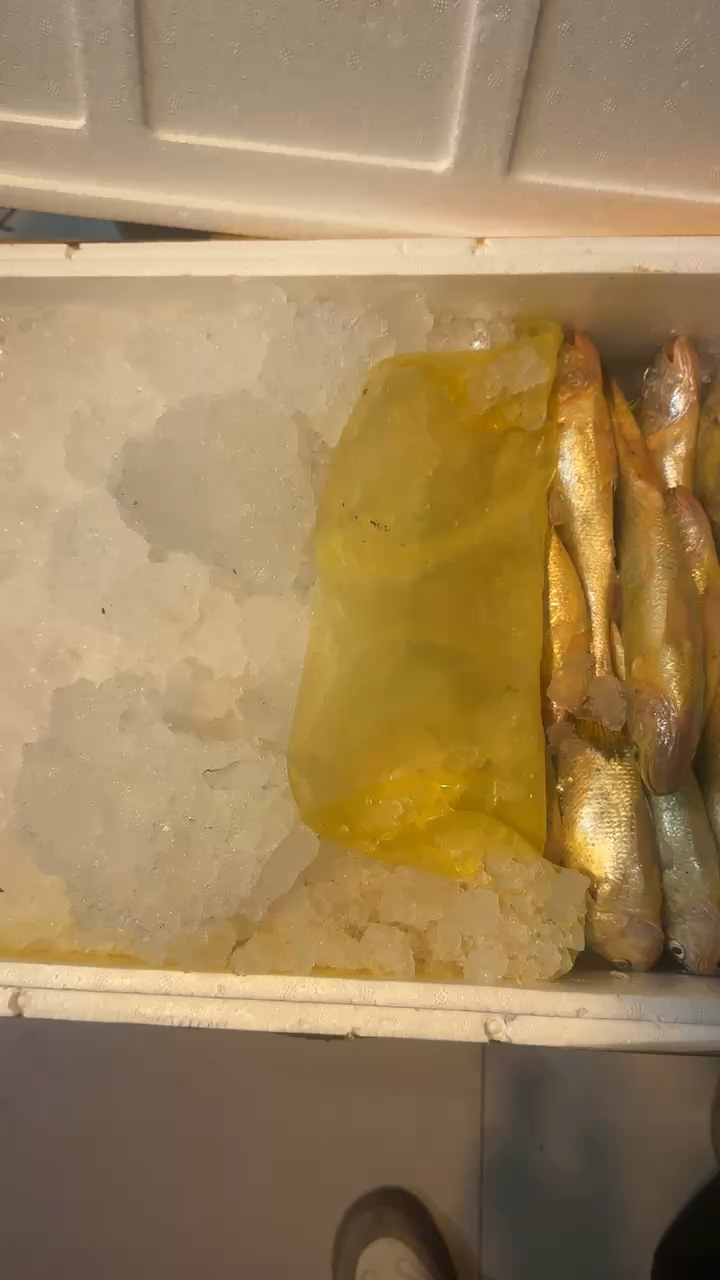 刚刚上新一批野生小黄鱼,规格1-3两需要的小伙伴来看看