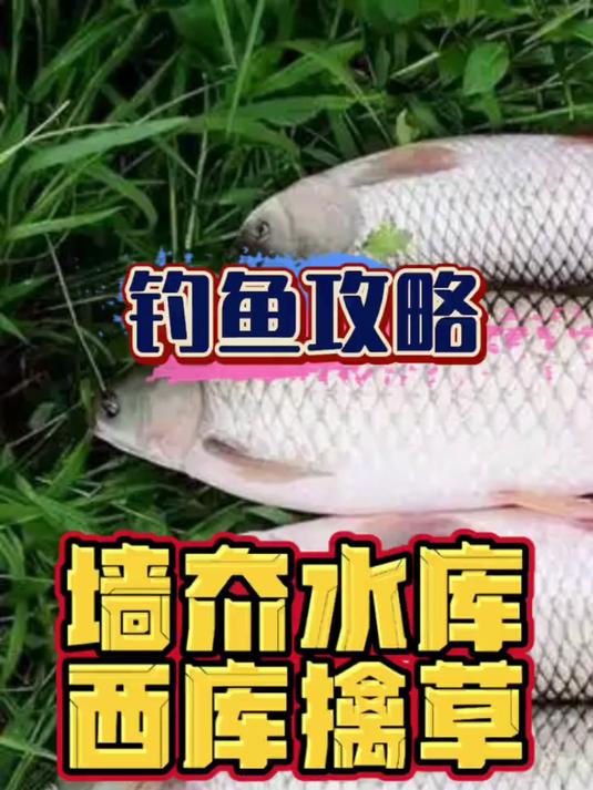 免费分享墙夼水库野钓草鱼攻略