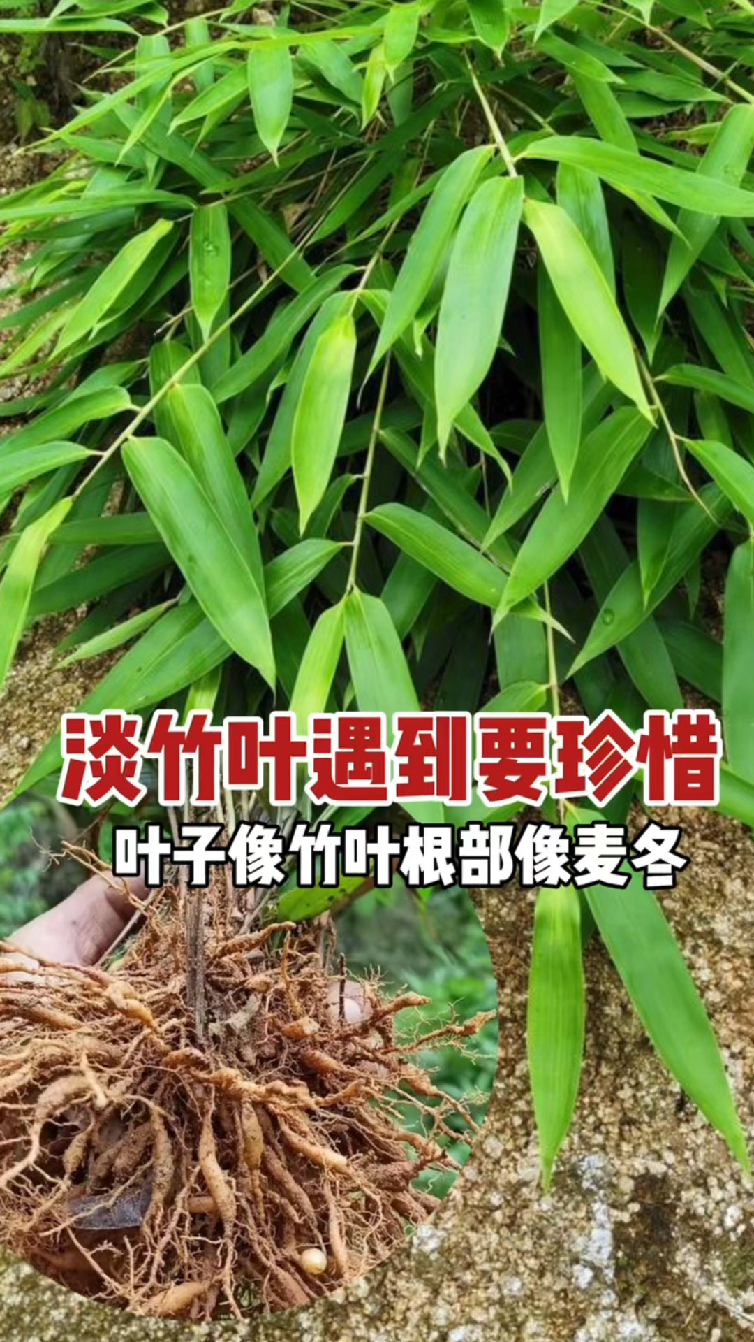 农村随处可见植物淡竹叶:又名竹叶麦冬,种子喜欢粘衣服,没想到价值珍贵遇到珍惜