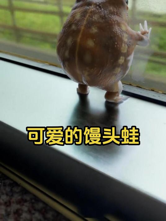 不会游泳跳跃的异类青蛙,馒头蛙