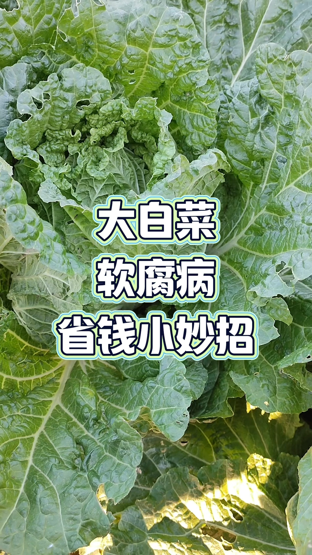 大白菜 软腐病 省钱小妙招