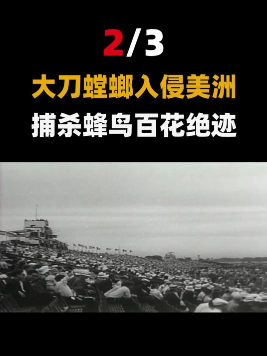 中国常见的螳螂有多凶猛?入侵美国捕杀鸟类,吃太多导致百花绝迹