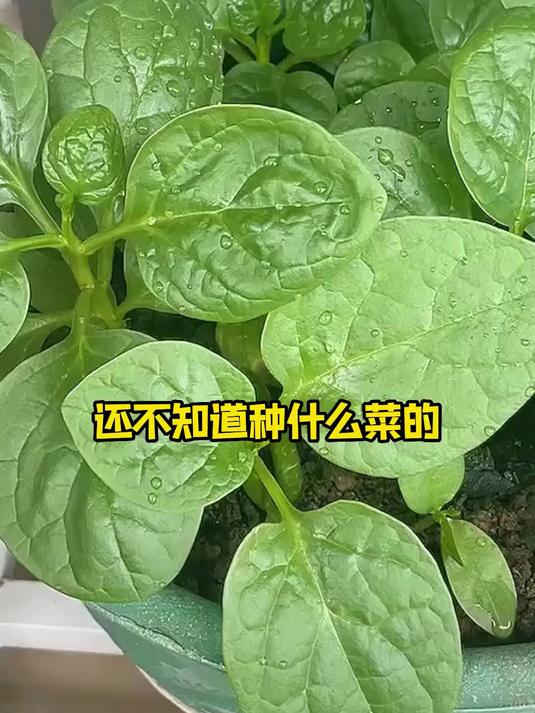 厨房边角种几棵,木耳菜攀援不占地,立体种植省空间
