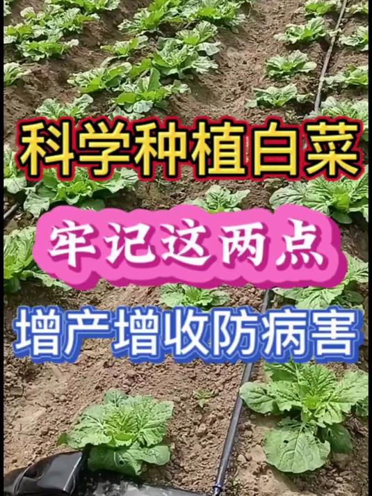科学种植白菜牢记这两点增产增收防病害