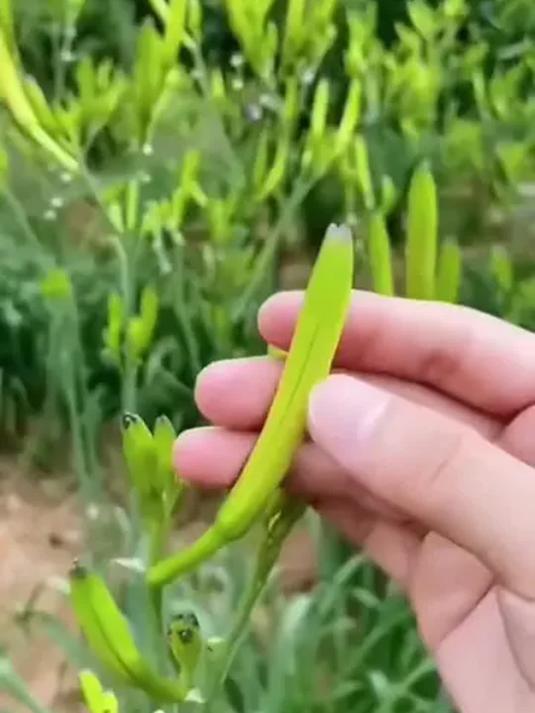 阳台小院都能种!高产优质黄花菜种苗来袭