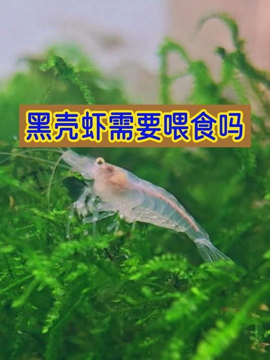 黑壳虾需要喂食吗?