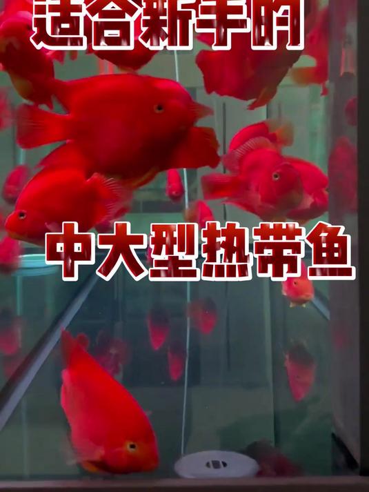 五种最适合新手饲养的中大型热带鱼