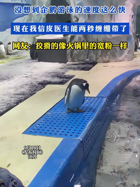 没想到企鹅游泳的速度这么快!现在我信皮医生能两秒缠绷带了