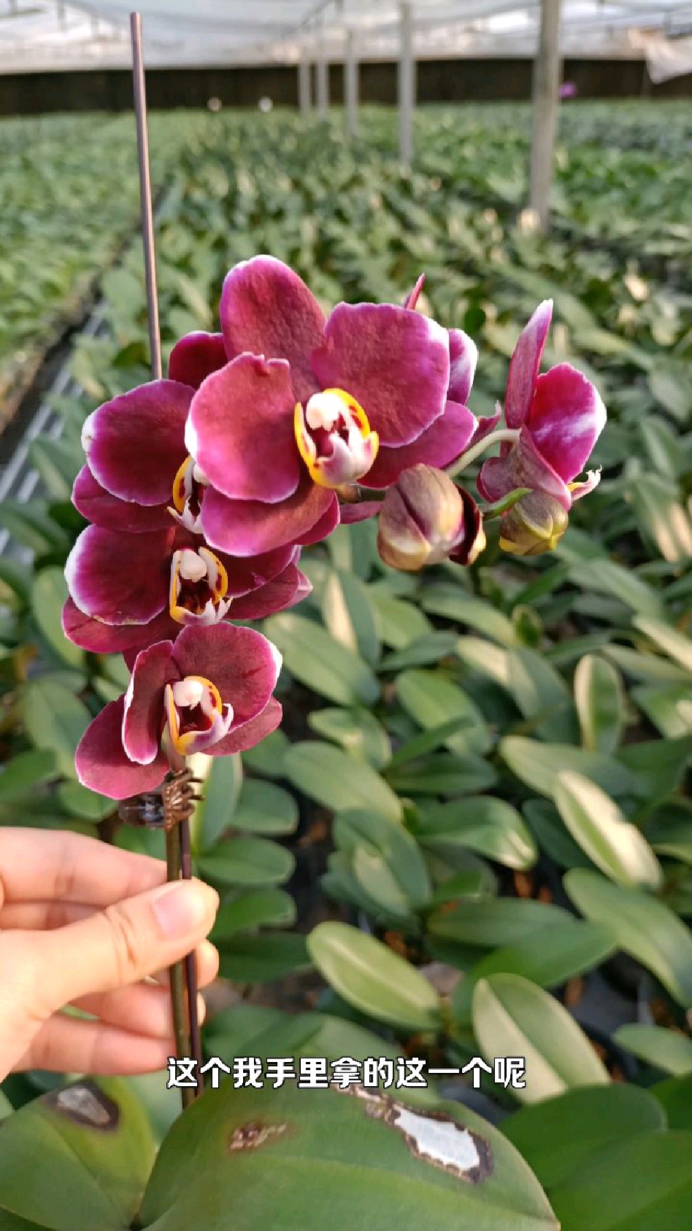 蝴蝶兰基地看下巧克力开花和苗情如何?优点太多了